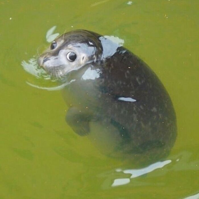 Conta do Instagram com fotos de animais fofos e engraçados (51 fotos) 11