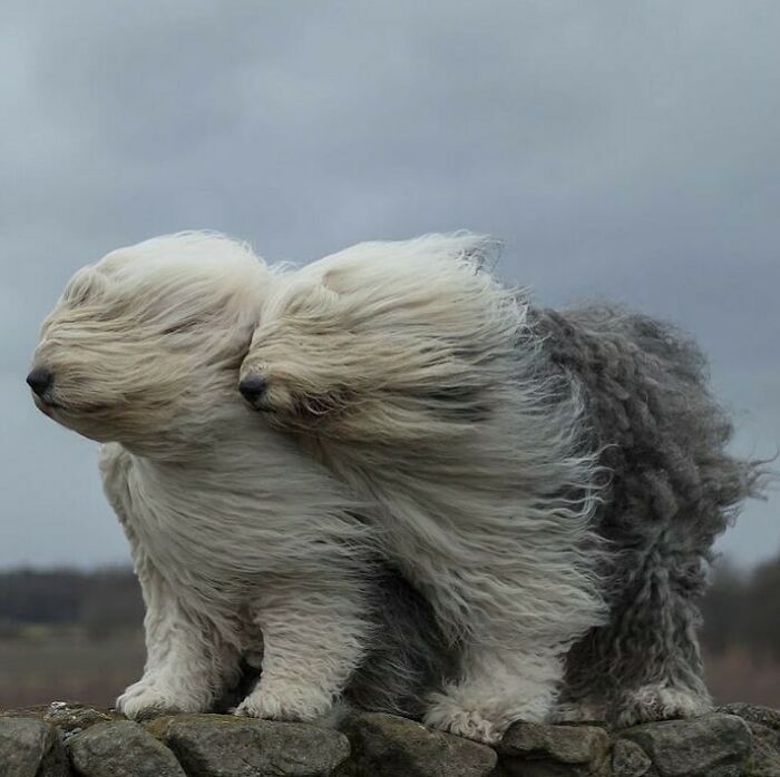 Conta do Instagram com fotos de animais fofos e engraçados (51 fotos) 12