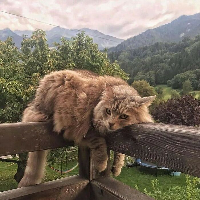 Conta do Instagram com fotos de animais fofos e engraçados (51 fotos) 14