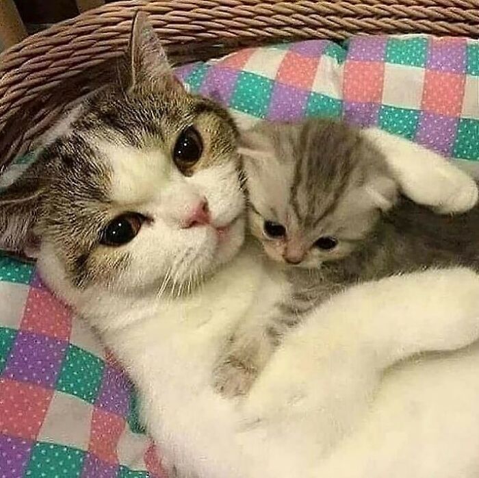 Conta do Instagram com fotos de animais fofos e engraçados (51 fotos) 20