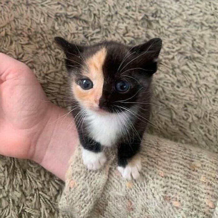 Conta do Instagram com fotos de animais fofos e engraçados (51 fotos) 21