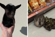 Conta do Instagram com fotos de animais fofos e engraçados (51 fotos) 12