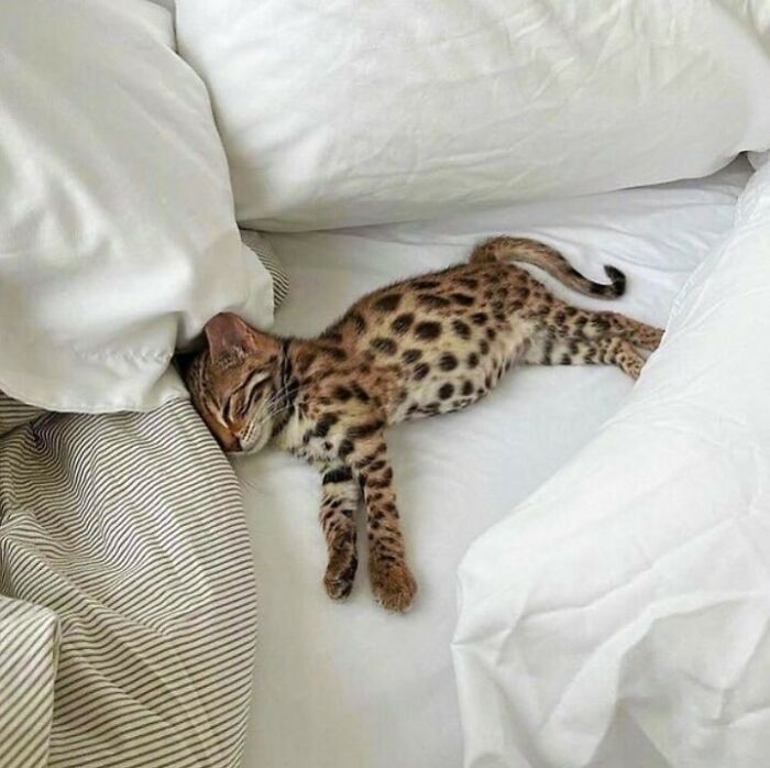 Conta do Instagram com fotos de animais fofos e engraçados (51 fotos) 23