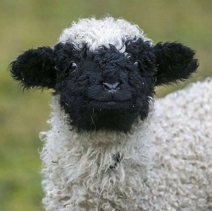 Conta do Instagram com fotos de animais fofos e engraçados (51 fotos) 24