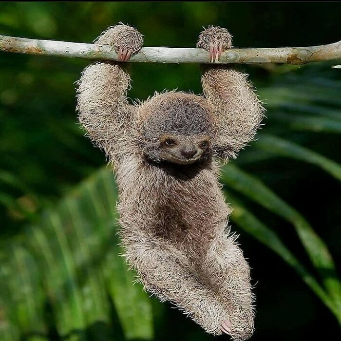 Conta do Instagram com fotos de animais fofos e engraçados (51 fotos) 28