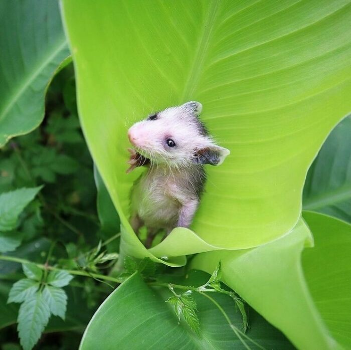 Conta do Instagram com fotos de animais fofos e engraçados (51 fotos) 29