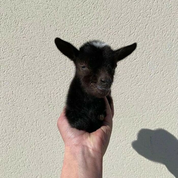 Conta do Instagram com fotos de animais fofos e engraçados (51 fotos) 31