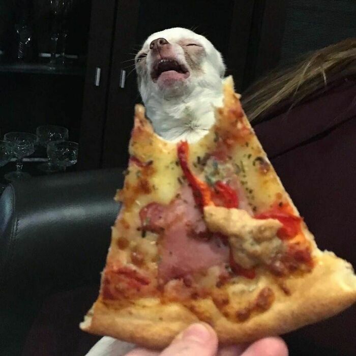 Conta do Instagram com fotos de animais fofos e engraçados (51 fotos) 36