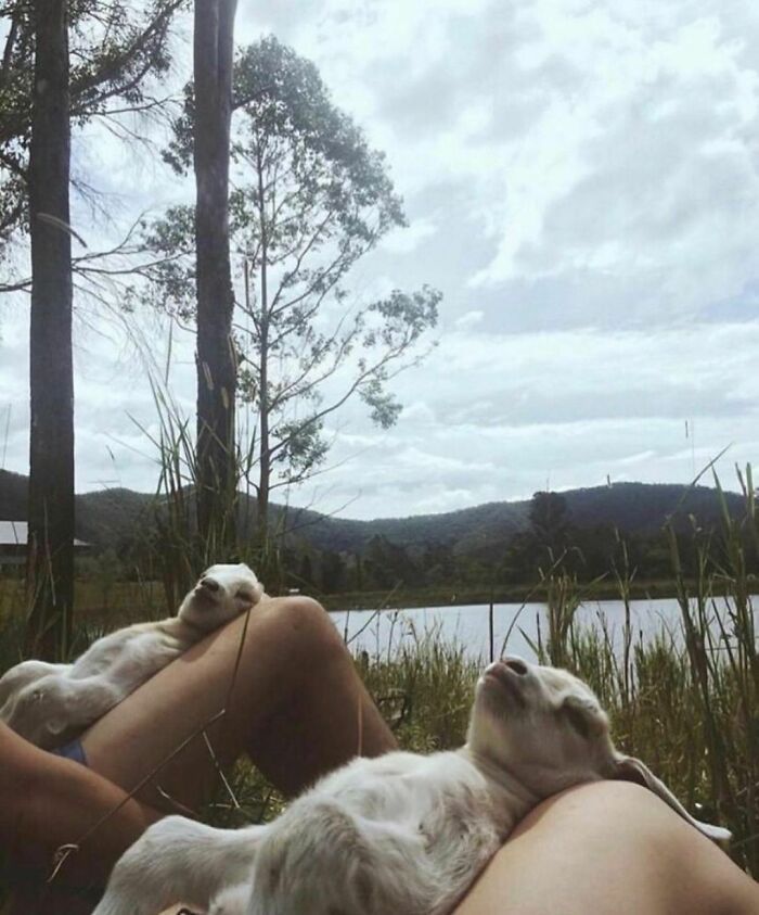 Conta do Instagram com fotos de animais fofos e engraçados (51 fotos) 37