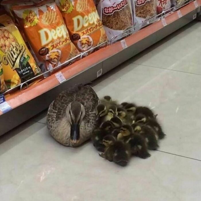 Conta do Instagram com fotos de animais fofos e engraçados (51 fotos) 41