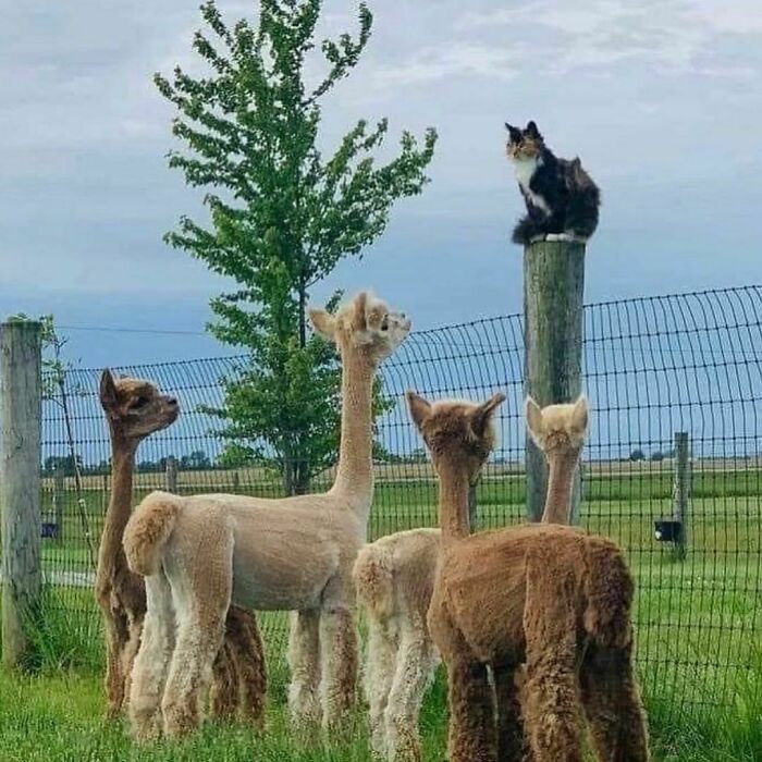 Conta do Instagram com fotos de animais fofos e engraçados (51 fotos) 44