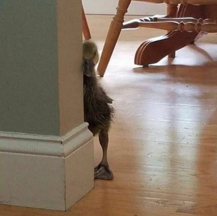 Conta do Instagram com fotos de animais fofos e engraçados (51 fotos) 47