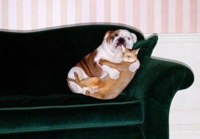 Conta do Instagram com fotos de animais fofos e engraçados (51 fotos) 48