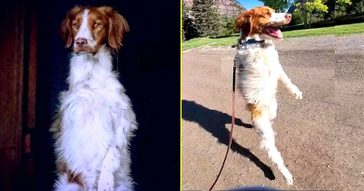 Esse cachorrinho só sabe andar como um humano