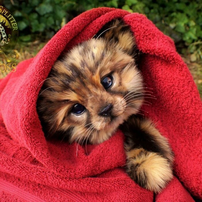 Esta artista faz esculturas de animais em madeira e pele sintética (38 fotos) 1