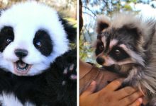 Esta artista faz esculturas de animais em madeira e pele sintética (38 fotos) 4