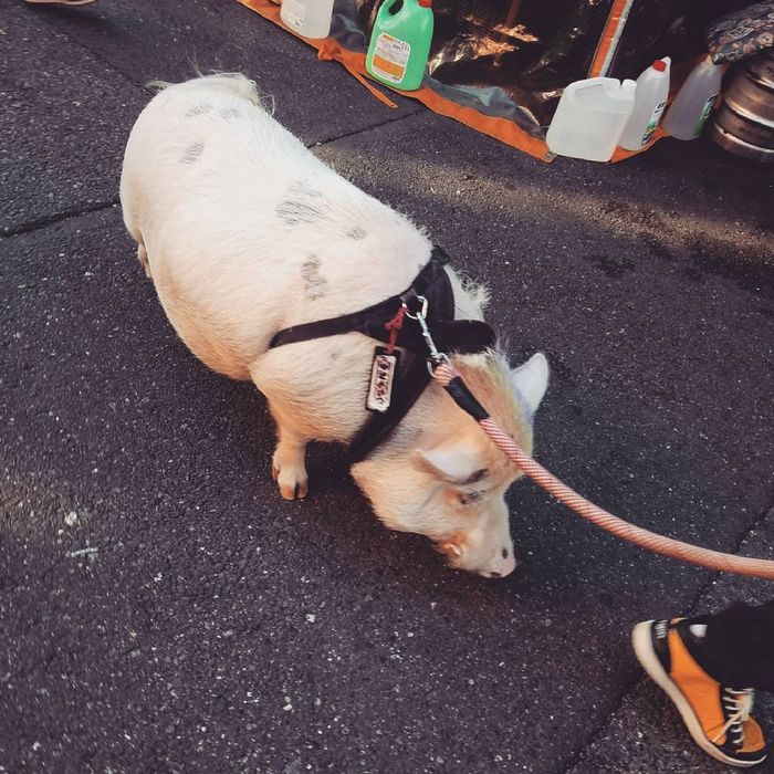 25 fatos que provam que o Japão é um país de outro planeta 4