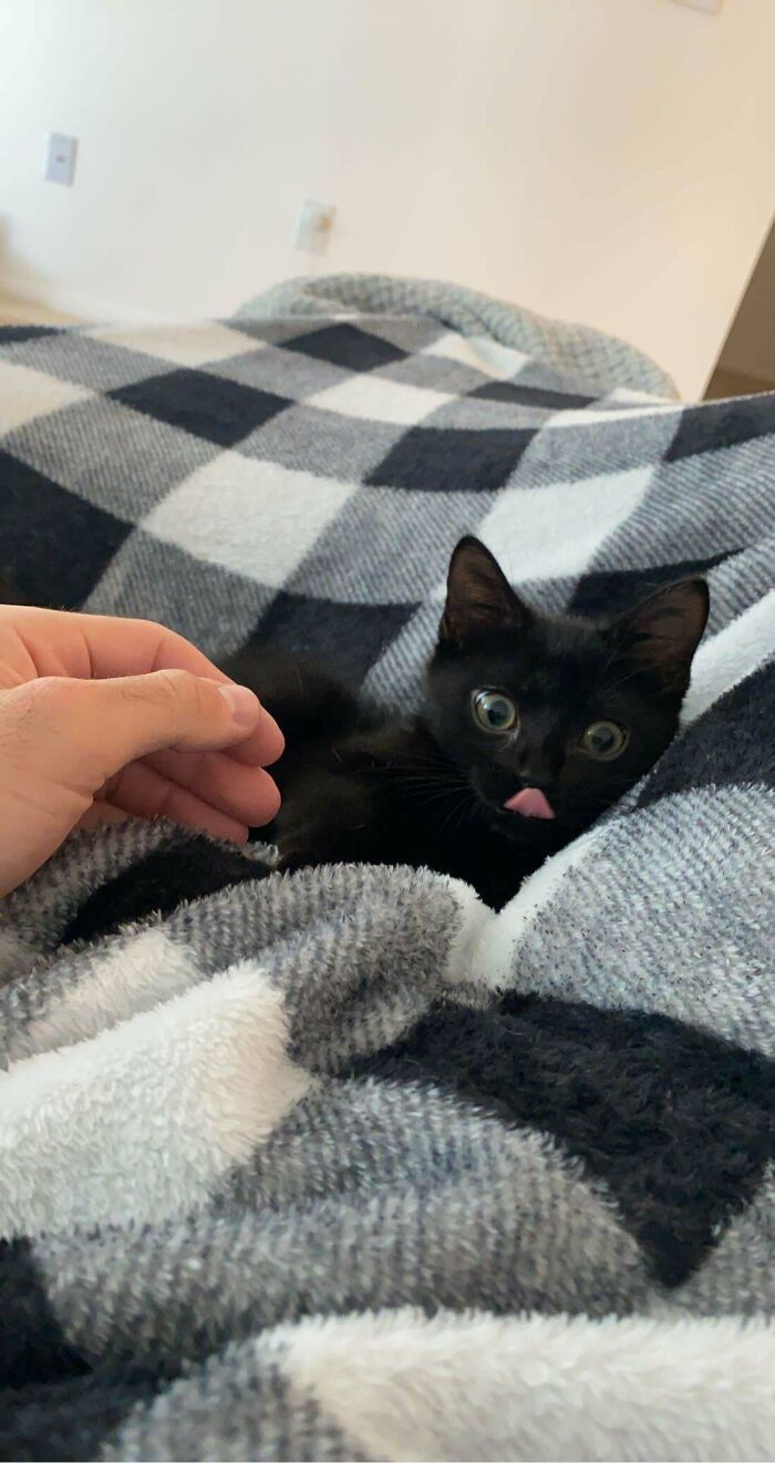 32 fotos de animais de estimação de resgate mais saudáveis do mês de agosto 5