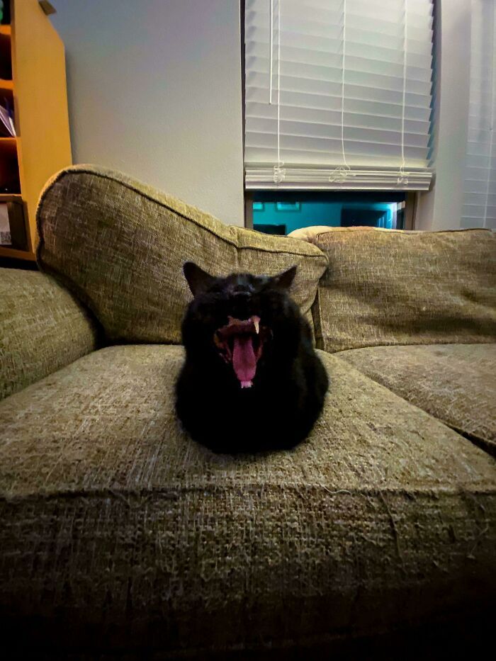 32 fotos de animais de estimação de resgate mais saudáveis do mês de agosto 7