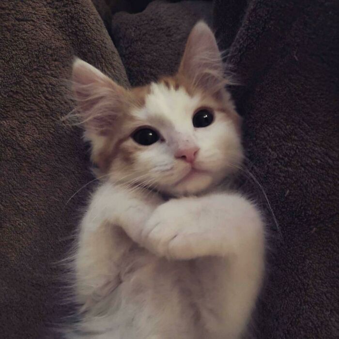 32 fotos de animais de estimação de resgate mais saudáveis do mês de agosto 11