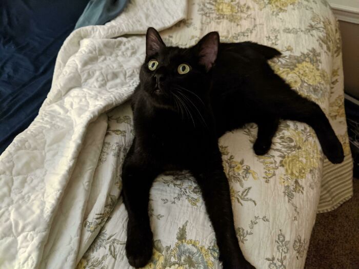 32 fotos de animais de estimação de resgate mais saudáveis do mês de agosto 18