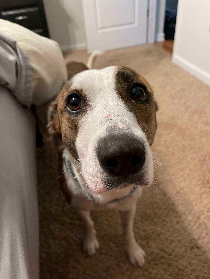 32 fotos de animais de estimação de resgate mais saudáveis do mês de agosto 20