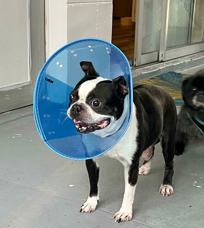 32 fotos de animais de estimação de resgate mais saudáveis do mês de agosto 22