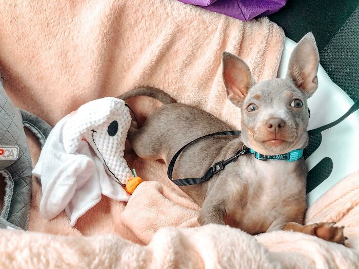 32 fotos de animais de estimação de resgate mais saudáveis do mês de agosto 23