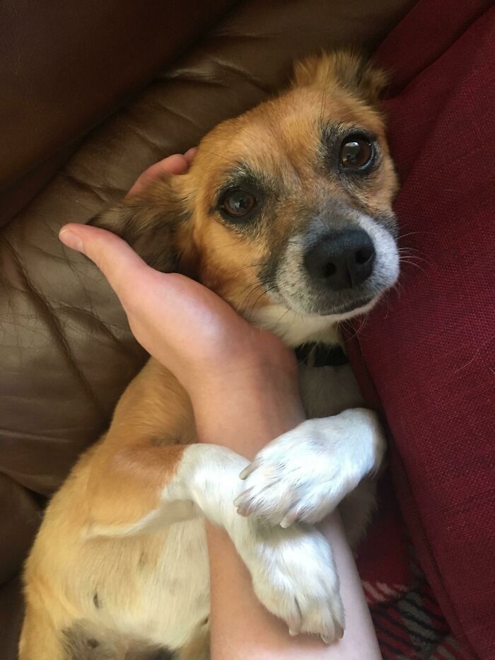 32 fotos de animais de estimação de resgate mais saudáveis do mês de agosto 24