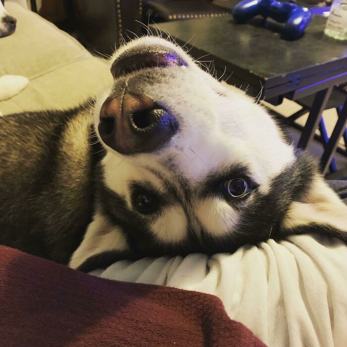 32 fotos de animais de estimação de resgate mais saudáveis do mês de agosto 26