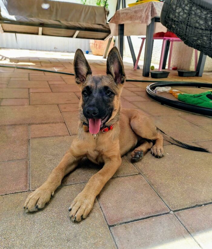 32 fotos de animais de estimação de resgate mais saudáveis do mês de agosto 28