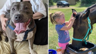 32 fotos de animais de estimação de resgate mais saudáveis do mês de agosto 8