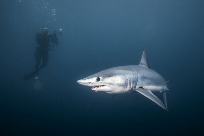 25 histórias de experiências mais assustadoras de mergulhadores 2