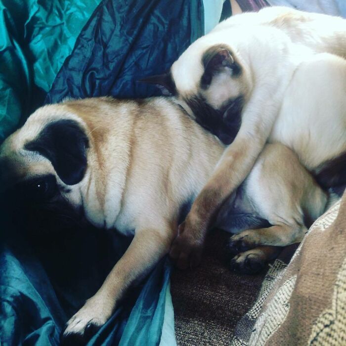 42 adoráveis animais que têm irmãos de outras mães 1