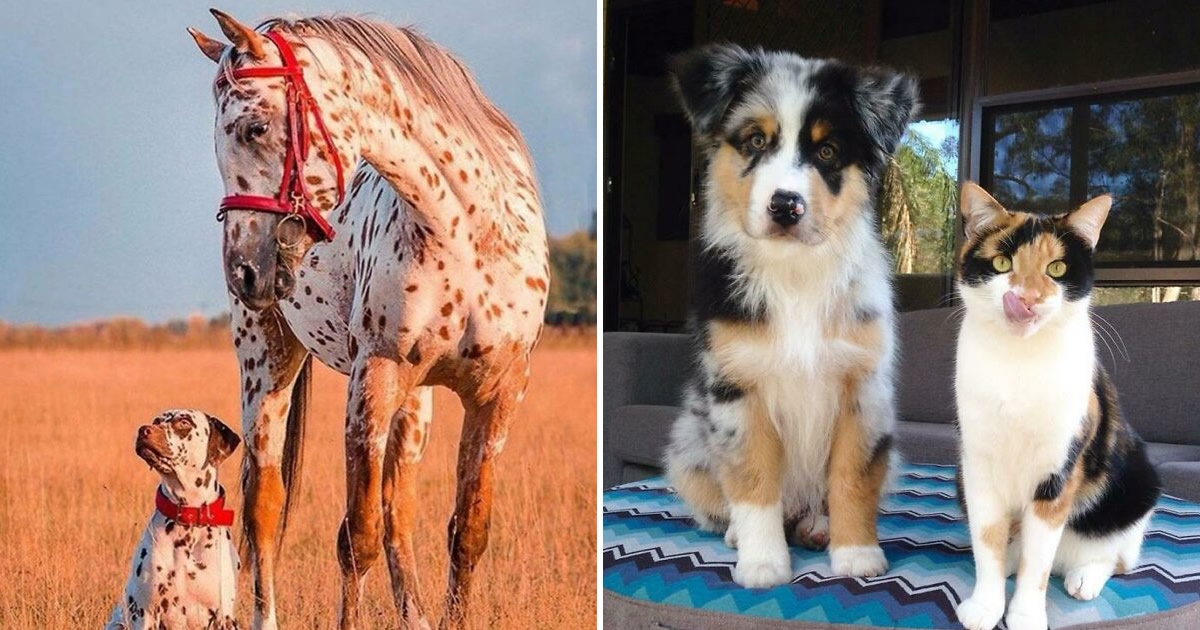 42 adoráveis animais que têm irmãos de outras mães
