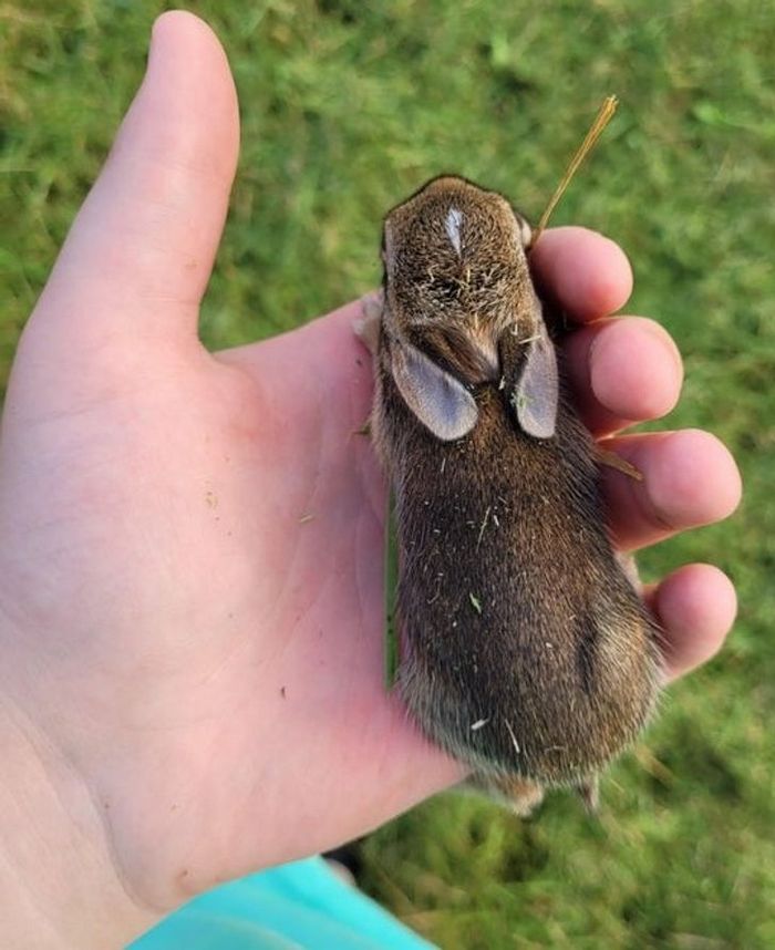 15 animais cujo carisma traz brilho à vida dos humanos 10