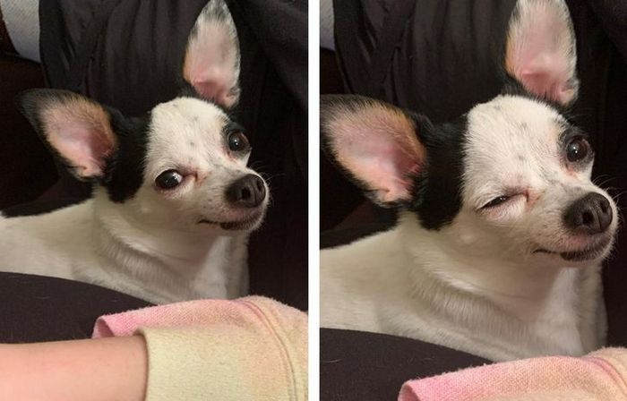 15 animais de estimação que não têm ideia de como são adoráveis 1