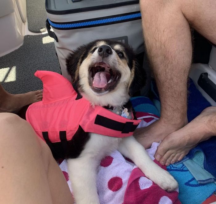 15 animais de estimação que não têm ideia de como são adoráveis 2