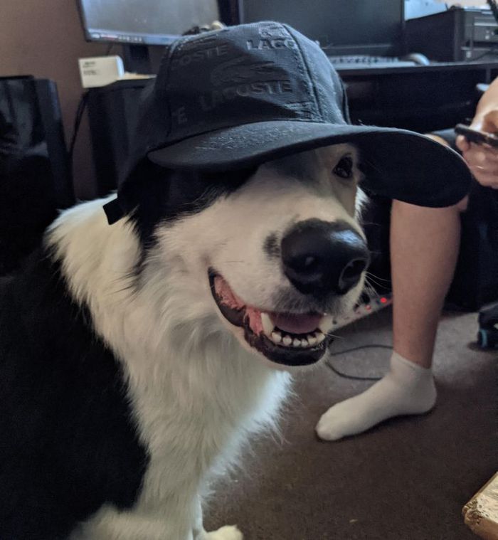 15 animais de estimação que não têm ideia de como são adoráveis 4