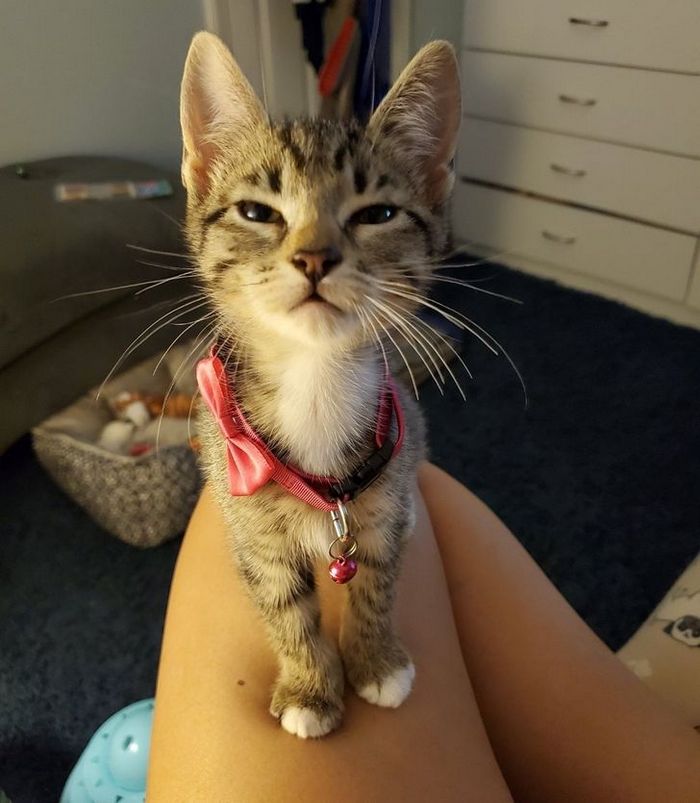 15 animais de estimação que não têm ideia de como são adoráveis 6