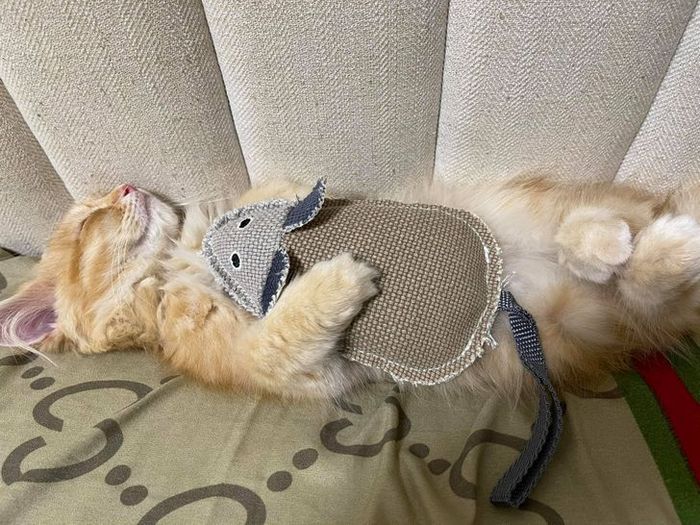 15 animais de estimação que não têm ideia de como são adoráveis 7