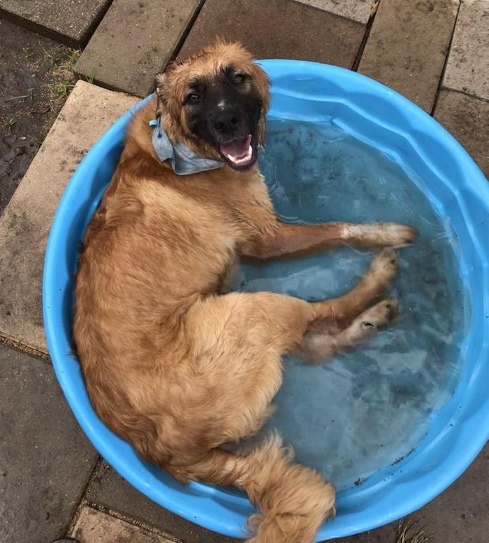 15 animais de estimação que não têm ideia de como são adoráveis 8