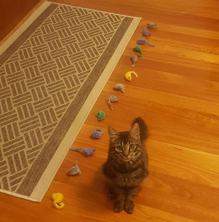 15 animais de estimação que não têm ideia de como são adoráveis 9