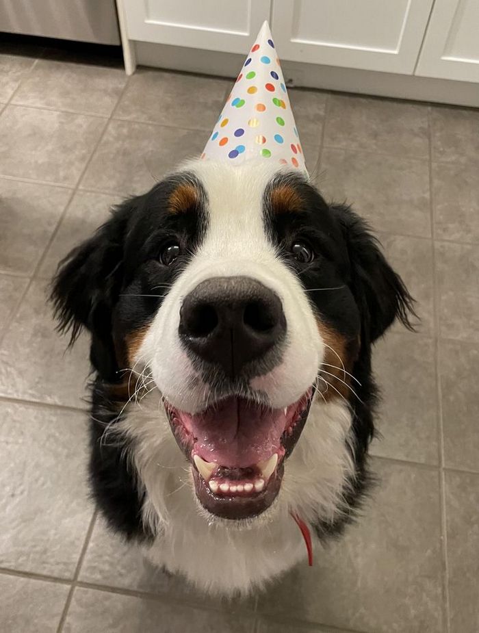 15 animais de estimação que não têm ideia de como são adoráveis 10