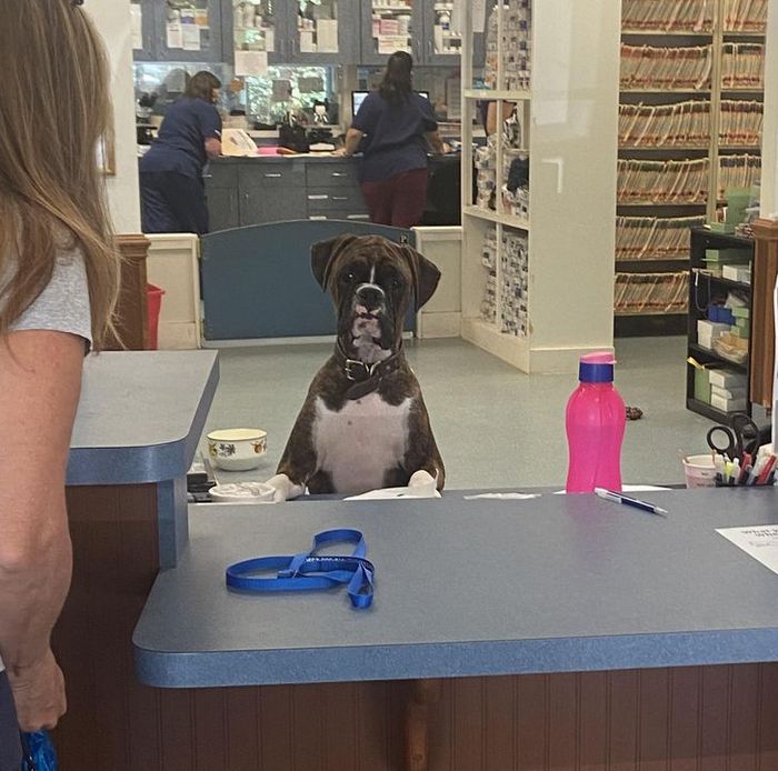 15 animais de estimação que não têm ideia de como são adoráveis 11