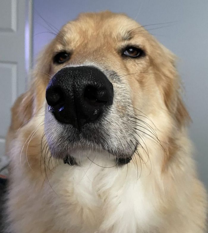 15 animais de estimação que não têm ideia de como são adoráveis 12