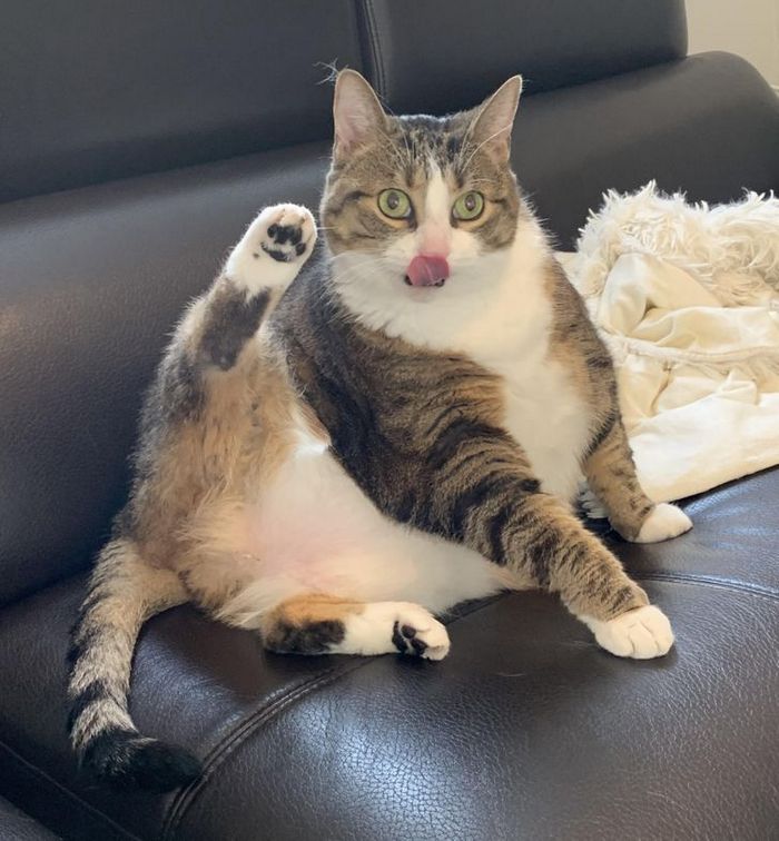 15 animais de estimação que não têm ideia de como são adoráveis 14