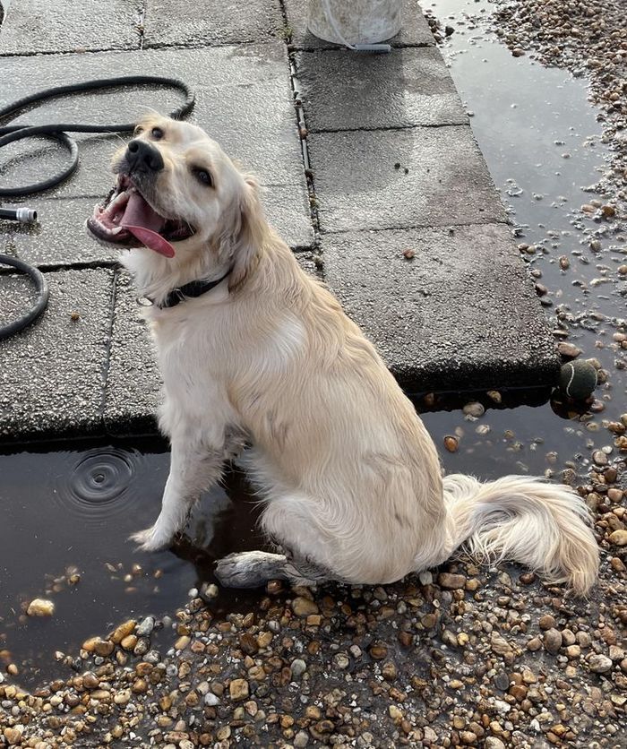 15 animais de estimação que não têm ideia de como são adoráveis 15