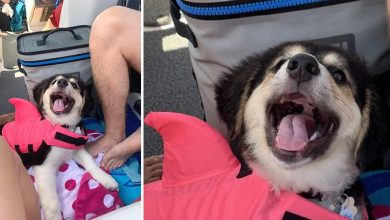 15 animais de estimação que não têm ideia de como são adoráveis 7