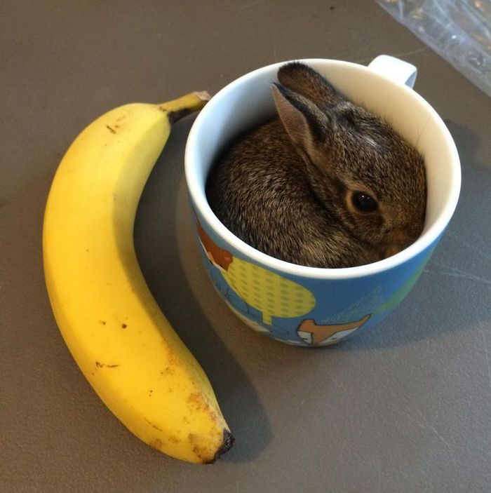 15 animais de estimação que provam que é sempre possível se encaixar 1